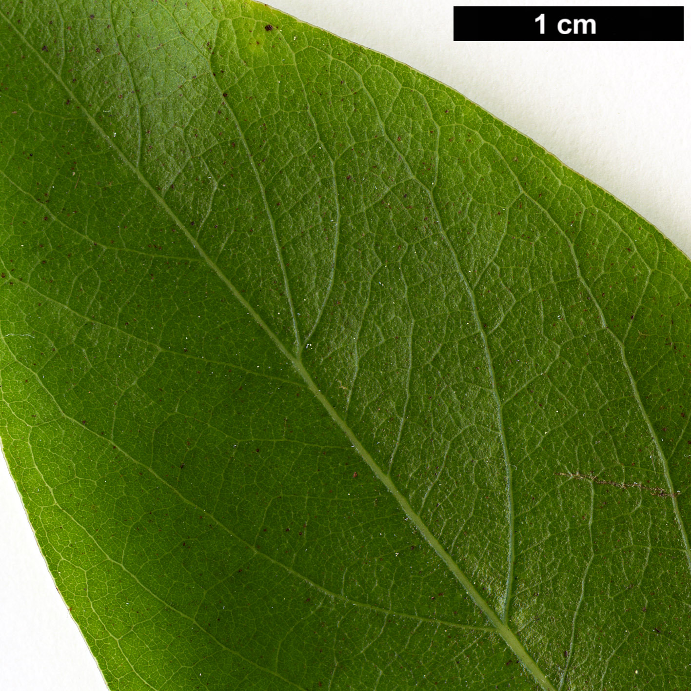High resolution image: Family: Lauraceae - Genus: Lindera - Taxon: glauca - SpeciesSub: var. salicifolia